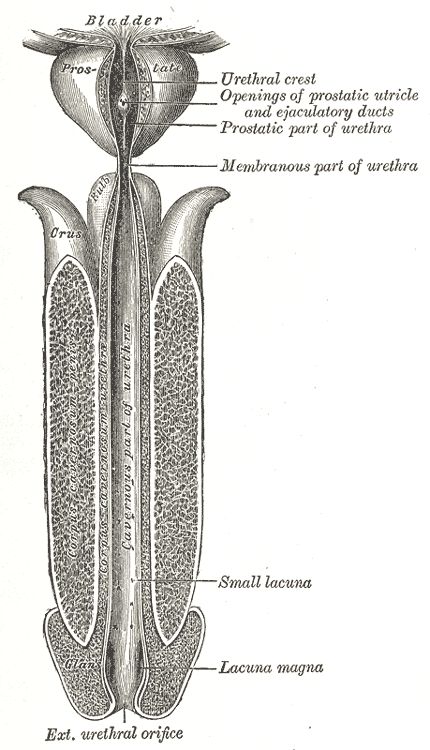 ayurvedic medicine for Urethral Stricture